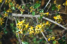 Image result for Grewia flava