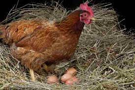 Inilah foto gaya ayam yang akan bertelur. Kebiasaan Buruk Ayam Petelur Yang Merugikan Nuansa Baru