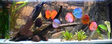 Play full screen, enjoy puzzle of the day and thousands more. Diskus Haltung Diskusfische Richtig Halten Europa Discus Center