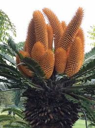 Image result for Encephalartos munchii