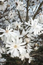 Little gem magnolia tree in winter. Royal Star Magnolia Magnolia Stellata Winter Plants Magnolia Trees