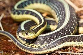 Mg 3281 Common Garter Snake C Jerry Mercier Snake Black Mamba Amphibians