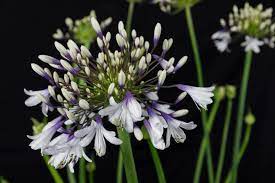 Pin On Gardens