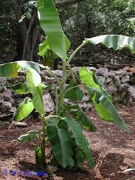 Image result for Musa paradisiaca