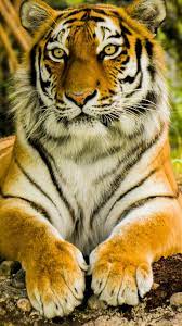 Gorgeous Tiger Animals Wild Cats Animals Beautiful