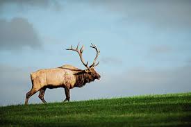 Check spelling or type a new query. Let The Bugling Begin Pennsylvania Elk Webcam Goes Live Triblive Com