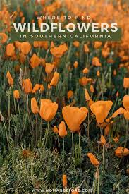 Keeping your soil temperature in a hospital range is critical. The Best Places To See Wildflowers In Southern California