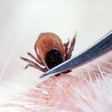 Check spelling or type a new query. Jiemo Professional Stainless Steel Tick Remover Tweezers For Cats Dogs Humans Premium Set Incl 1 X Tick Remover Tweezers 1 X Tick Card Spade 1 X Iron Case Amazon De Pet Supplies