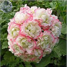 Plant profile of pelargonium 'appleblossom rosebud' on gardenersworld.com. New Geranium Apple Blossom Rosebud Pelargonium 10 Seeds Buy Online In French Polynesia At Frenchpolynesia Desertcart Com Productid 75888401