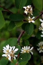 Introduction plump delicious fruit and an attractive landscape shrub in one! 160 Native Plants Northern Ontario Ideas Native Plants Plants Wild Flowers