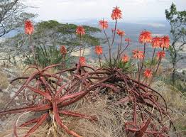 Image result for Aloe cameronii