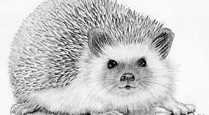 Hedgehog Original Pencil Drawing In Cream Mount Etsy Herisson Dessin Dessin Hypocampe Dessin Au Crayon
