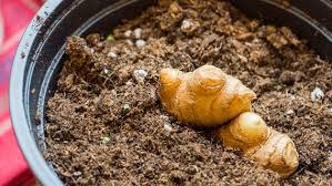 Neues thema thema drucken thema merken thema abonnieren. Ingwer Pflanzen So Gelingt Der Anbau Auf Der Fensterbank Ndr De Ratgeber Garten Nutzpflanzen