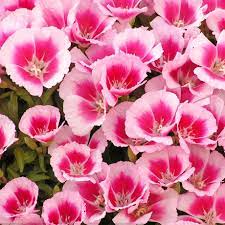 This godetia flower features several pure white blooms per stem. Godetia Farewell To Spring Seeds Flower Seeds In Packets Bulk Eden Brothers