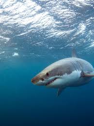 Great white electricals is vision of the same group that once pioneered the first 'piano' switches in 1963. Maine Coast Could See More Great White Sharks Scientist Says Wgme