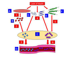 Glucagon was originally thought to be a contaminant that caused hyperglycemia found in pancreatic extracts in studies from 1923. Ketoacidosis Wikipedia