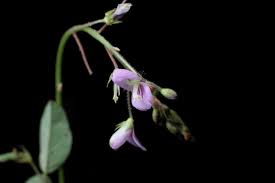 Image result for Grona adscendens