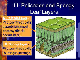 Check spelling or type a new query. Aim How Are Plants Adapted To Perform Photosynthesis Hw Test Tomorrow Do Now Photosynthesis Questions Ppt Download