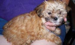 Adorable toy yorkiepoo puppies for sale. Yorkie Pups 400 Yorkie Poos Shorkies 300 For Sale In Birch Run Michigan Best Pets Online