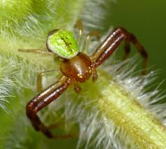 Image result for Tristachya viridiaristata