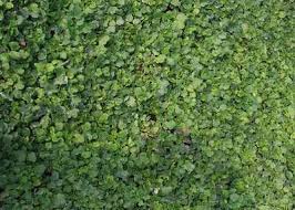 Image result for Heuchera cylindrica Greenfinch