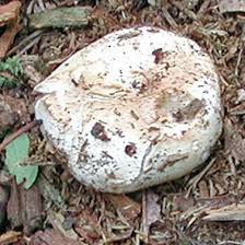 Image result for Russula compacta