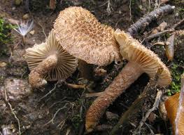 Image result for Inocybe hystrix