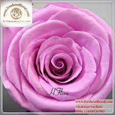 Maybe you would like to learn more about one of these? Auction Freeze Dried Hydrangea Petals For Sale Continuously For Flower Online Shop Buy Preserved Rose Head Flower Wholesale Preserved Roses Cheapest Wholesale Preserved Roses Flowers Product On Alibaba Com
