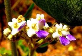 Image result for Vitex payos