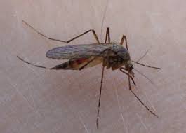 Käfer können schäden an lebensmitteln wie an holz, textilien und anderen materialien anrichten. Ungeziefer Schadlinge Und Andere Untermieter Casando Ratgeber