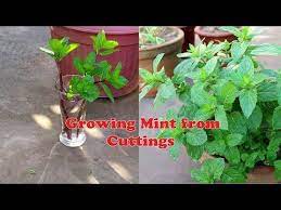 How To Grow Mint From Cuttings Urdu Hindi Youtube Growing Mint Plants Growing