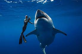 Aquatic illustration for design, print or background. Estos Buceadores Nadaron Con Un Tiburon Blanco Gigante Y Las Imagenes Dejan Con La Boca Abierta