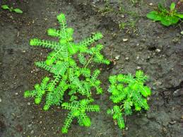 Image result for Phyllanthus amarus