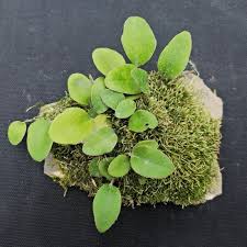 Image result for Pyrrosia rhodesiana