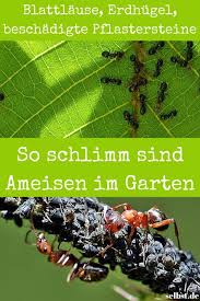 Ameisen Im Garten Selbst De Ameisen Im Garten Ameisen Schadlinge Im Garten