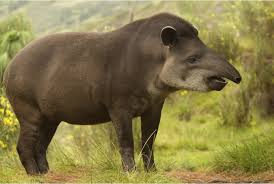 Watch short videos about #tapier on tiktok. Tapir Wild Republic