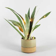 Image result for Sansevieria metallica