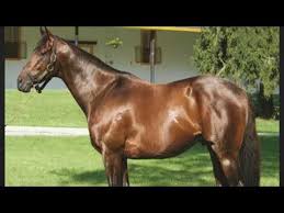 Generous signup bonuses and over 500. Free Horse Racing Picks At Gulfstream Park For Thursday