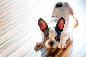 Schaut gerne dort vorbei, um genauere infos zu bekommen. Beschaftigung Fur Hunde Tolle Tipps Zum Selber Machen