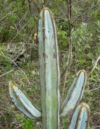 These amazing cactus plants boast light to dark green color and grow into an impressive columnar shape. Pin On Pointy Things Need Love Too