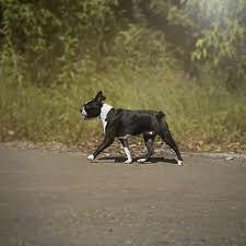 mama maj drim of glori rkf 4655759 titulovannaya dama my mom my dream of glory rkf 4655759 titled lady funnydogs sweetpup