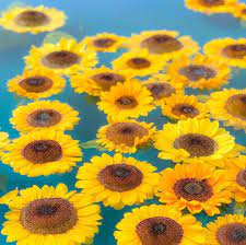 プールにプカプカ浮いてたひまわり 涼しげでした 花 花部 ザ花部 はなまっぷ はなまっぷ2019 フラワー ファイ resim