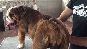 07:31 how to artificially inseminate a dog american bully pitbull. How To Ai Artificially Inseminate A Dog Easy And Low Cost Youtube