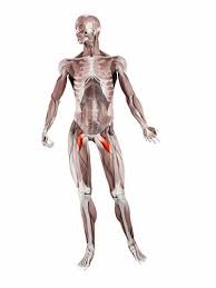 Musculo Pectineo Anatomia Ejercicios Y Estiramiento