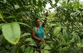 Ecuador Guayusa Live Plant Tropical Amazon Rainforest South American Medicinal Herbal Medicine Indian Tea Ecuador Bu Live Plants Amazon Rainforest Plant Sale
