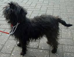 Affenpinscher Vikipedi