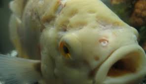 Hole In The Head Hith And Head And Lateral Line Erosion Hlle In Aquarium Fish Advanced Aquarium Concepts