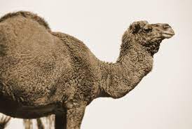 What in davy jones' locker did ye just bark at me, ye scurvy bilgerat? Camelidae Camels Llamas Alpacas Vicugnas Wildlife Journal Junior