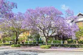 Image result for Jacaranda mimosifolia