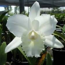Royal Orchid Club Orchid Plant Blc Hawaiian Wedding Song Bs Orchid Plants Orchids Cattleya Orchid